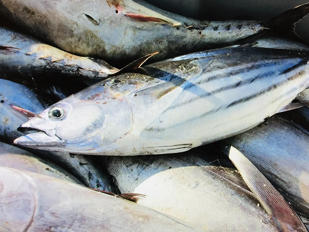 Atún listado Atún listado