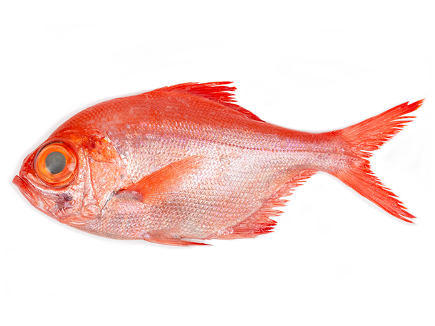 Palometa roja Palometa roja