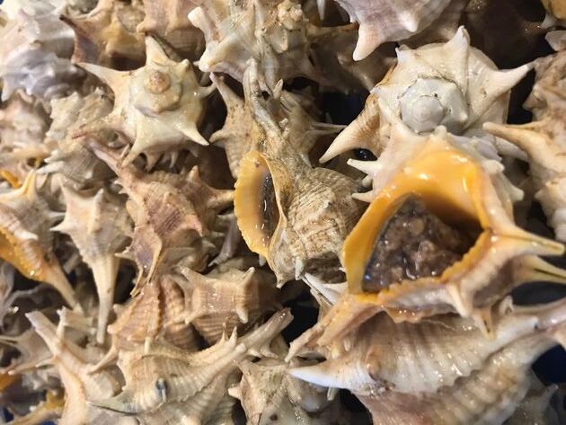 Pesconil-Moluscos-Cañaillas