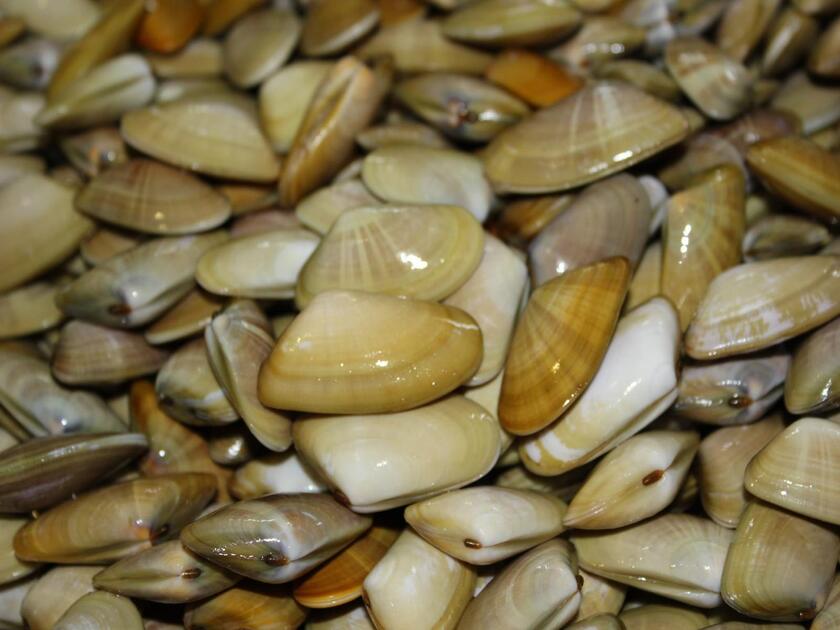 Pesconil-Moluscos-Coquina