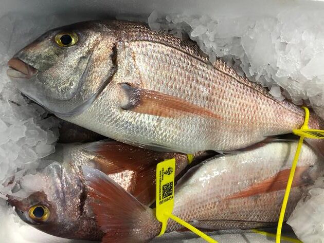 Pesconil-Pescados-Bocinegro