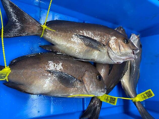 Pesconil-Pescados-Borriquete Pesconil-Pescados-Borriquete