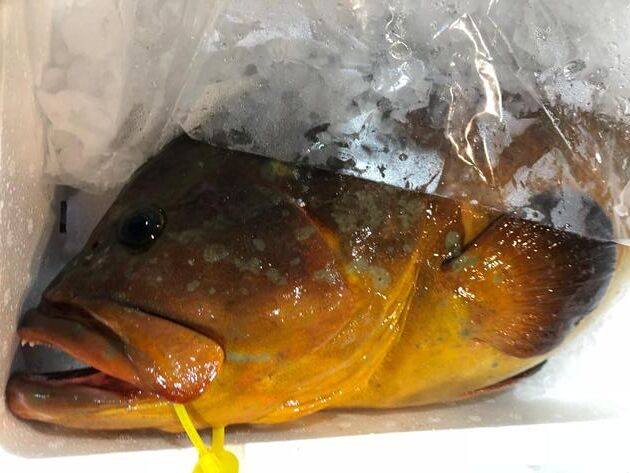 Pesconil-Pescados-Mero amarillo Pesconil-Pescados-Mero amarillo