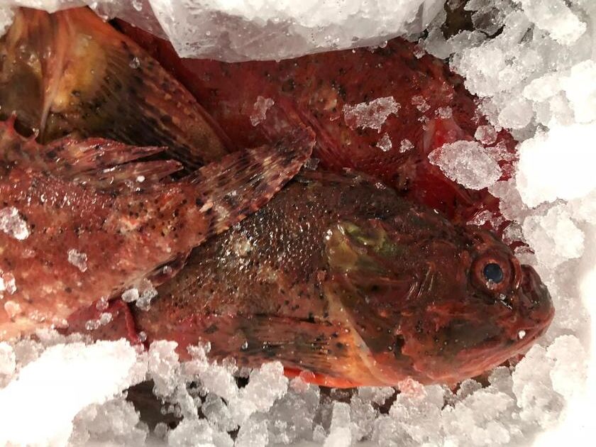 Pesconil-Pescados-Rascacio Pesconil-Pescados-Rascacio