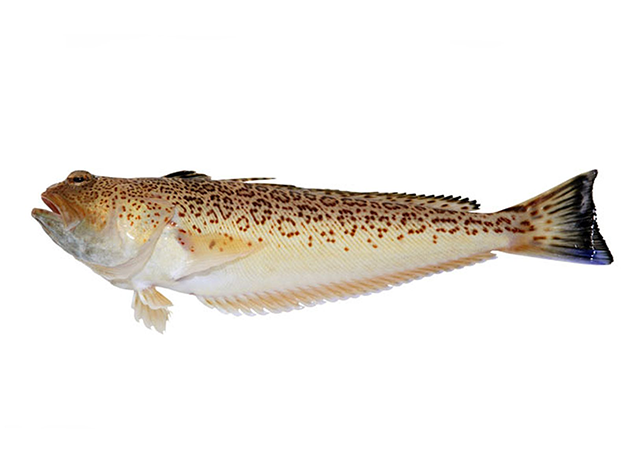 Pez araña Pez araña