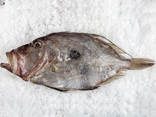 Pez de San Pedro Pez de San Pedro